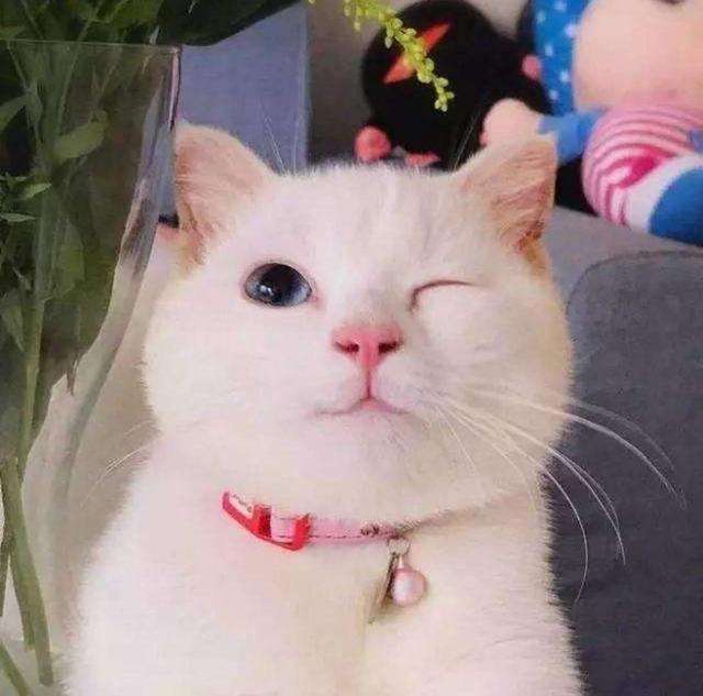 小孩被猫抓了打疫苗有副作用吗,妙三多猫疫苗的副作用