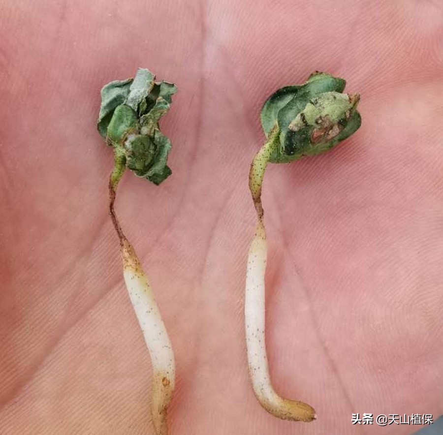 棉苗病害最佳治疗方法,棉苗药害死亡