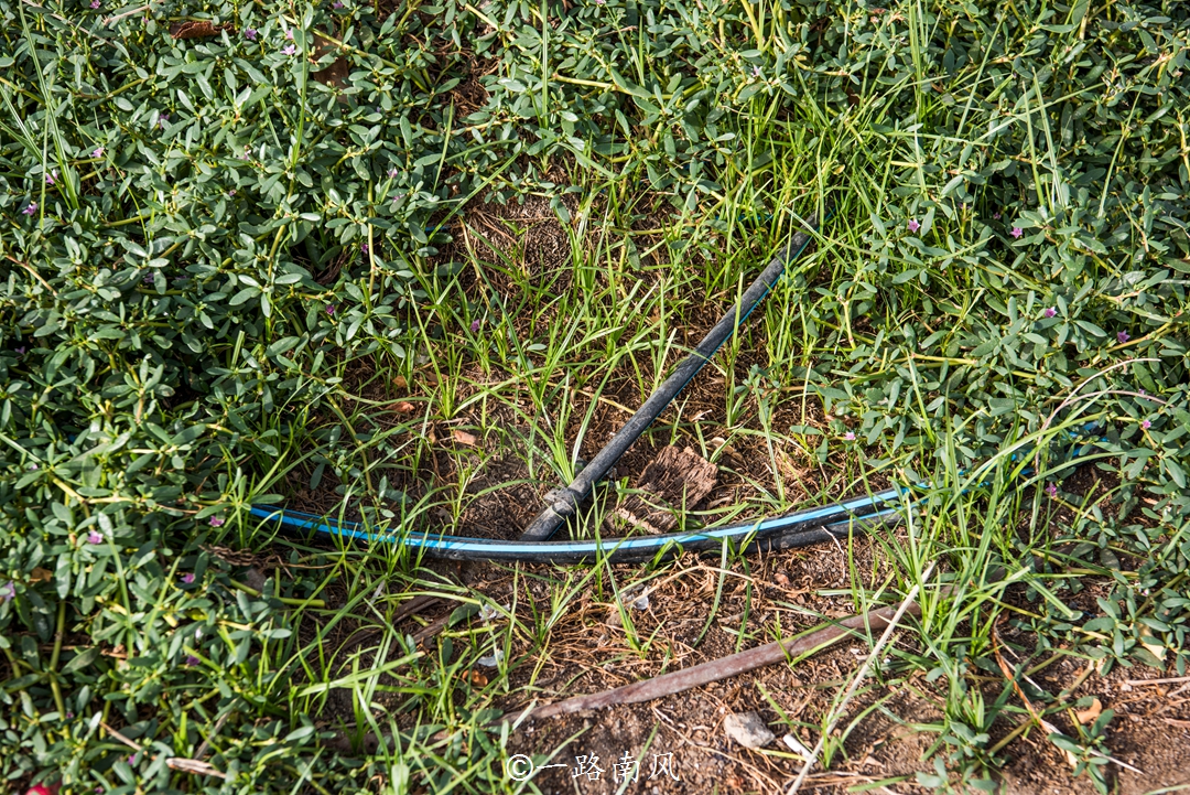 迪拜沙漠中的热带雨林,迪拜最佳生态环境