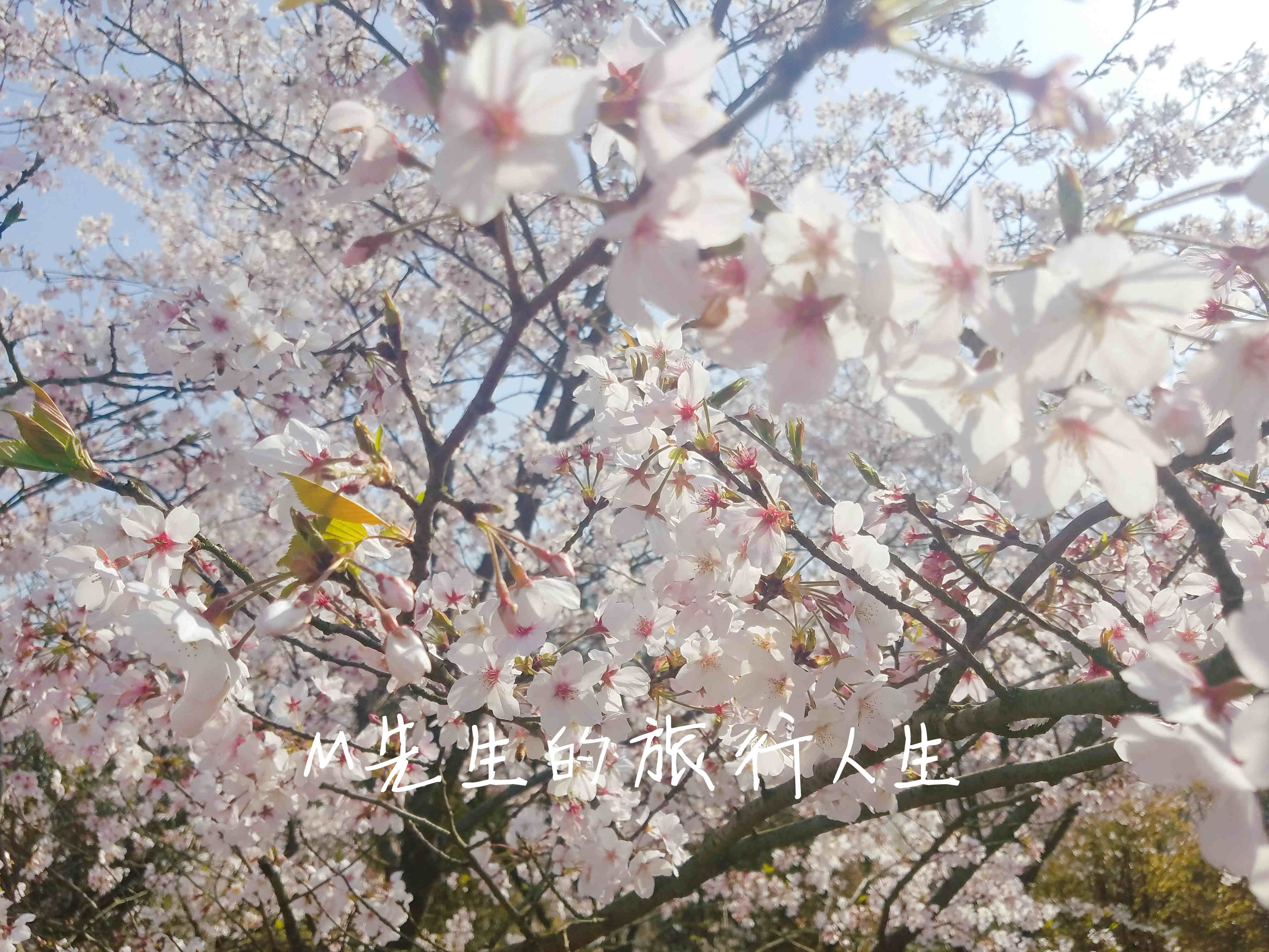 安徽郎溪的千亩樱花林，不逊色于无锡鼋头渚和上海的新赏花处