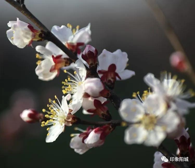 晋城哪里可以春游,晋城附近春游景点