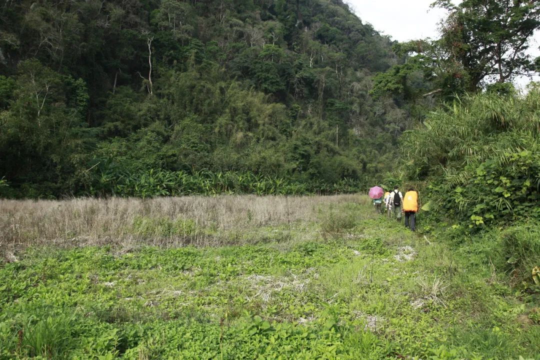 消失30年的寄生花再现,绝迹重生40