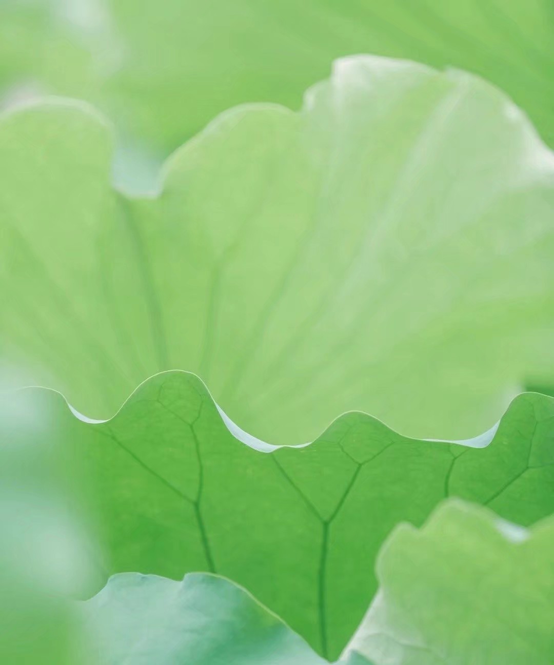 看取莲花净应知不染心,看取莲花净的意思