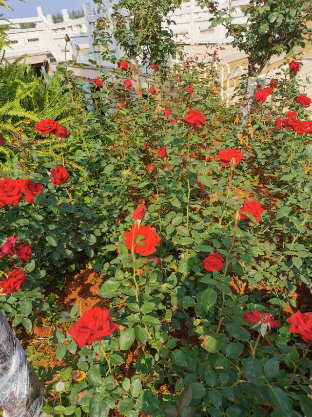 逼格什么是逼格,逼格的句子大全