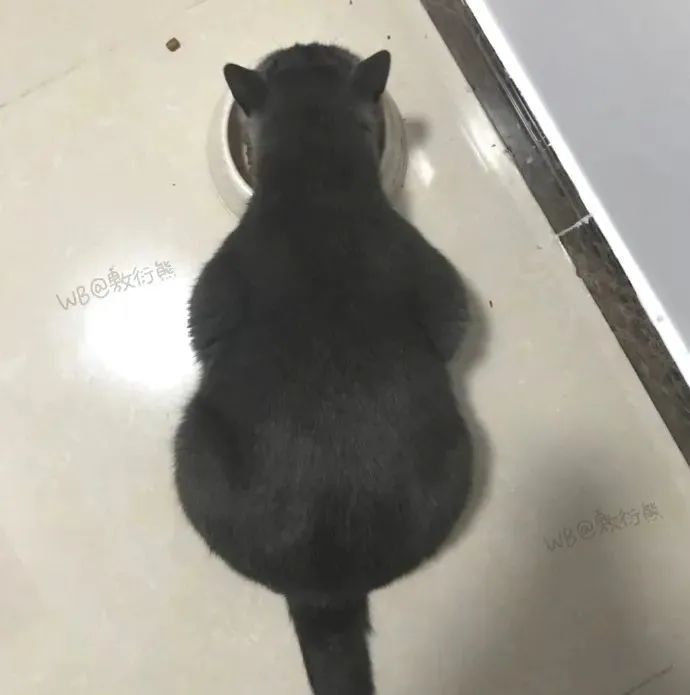 猫是只好猫，但被网友这么一弄…哈哈哈哈哈没脸见人了