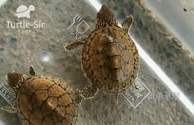 虎纹蛋龟巨头蛋龟哪个好养,巨头蛋龟和剃刀蛋龟的繁殖季节
