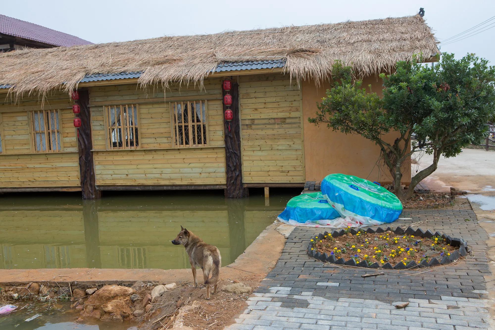 高岭古村银杏,高岭乡高岭村