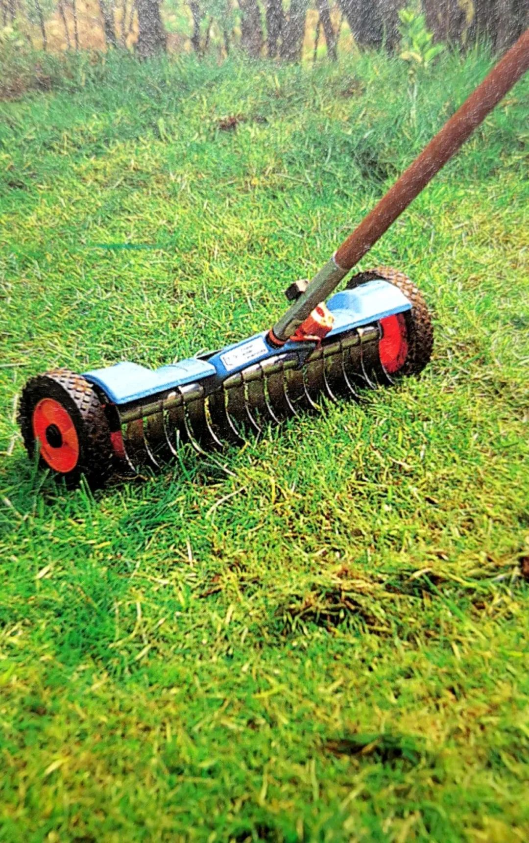 精心饲养的花草,精心呵护花草的收获和感受