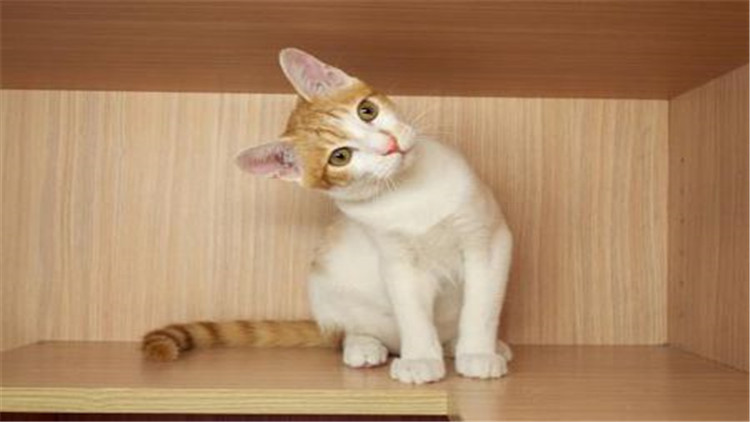 猫咪拉完屎屁股很臭怎么办,3秒除臭除菌猫咪