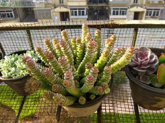 最全多肉图鉴大全,图鉴植物