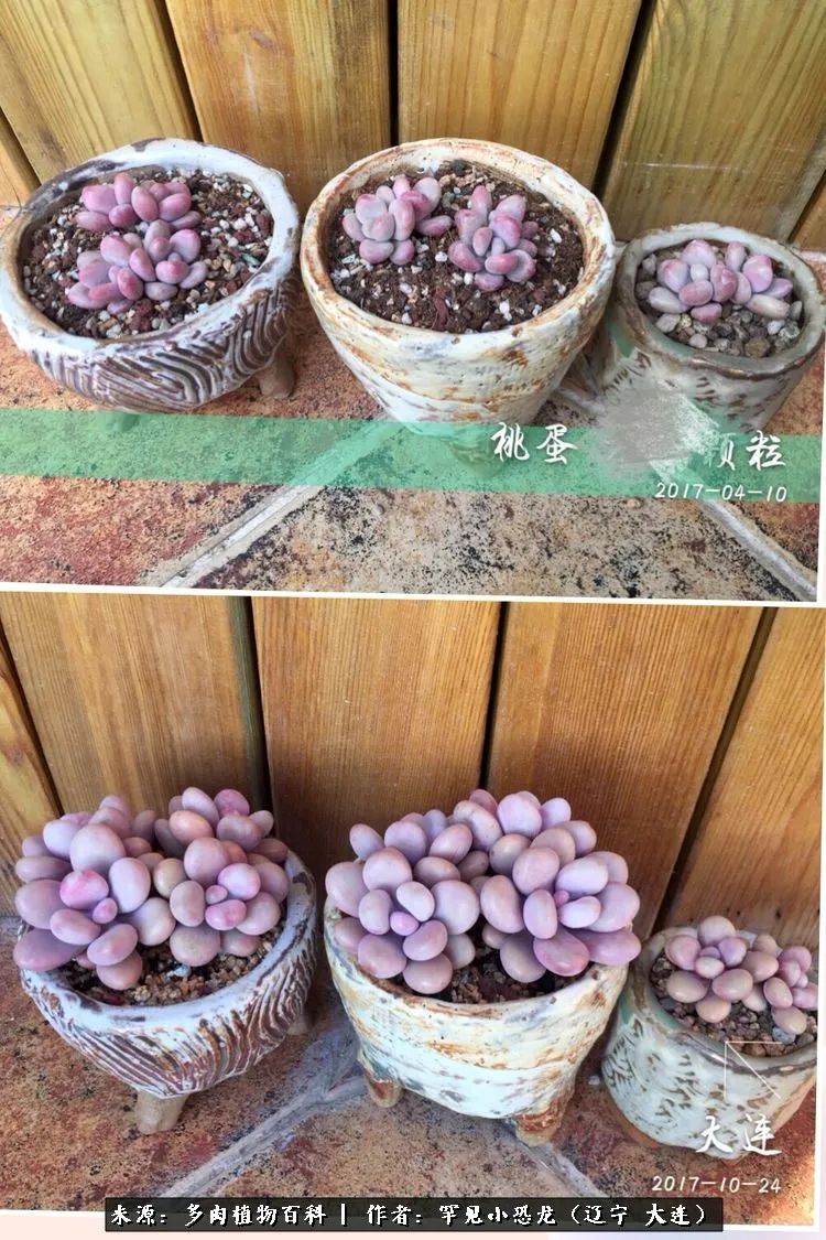 颗粒土除了种多肉还可以种什么,想养动物该怎么养