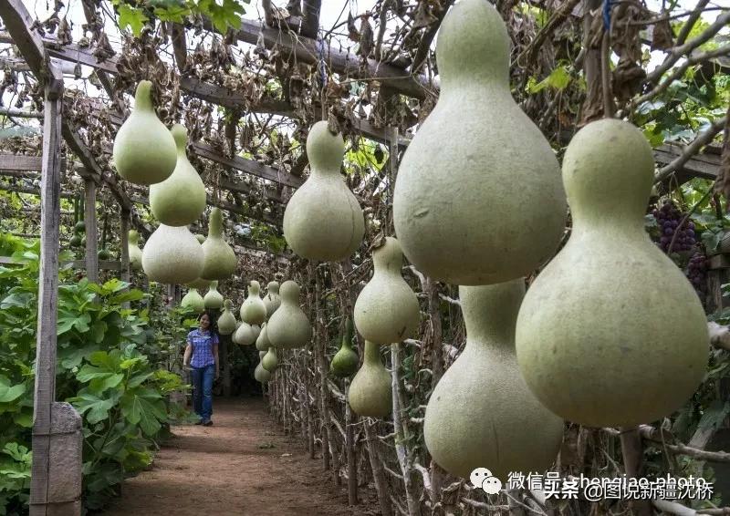 维吾尔族葫芦艺术品摆件,葫芦变身艺术品