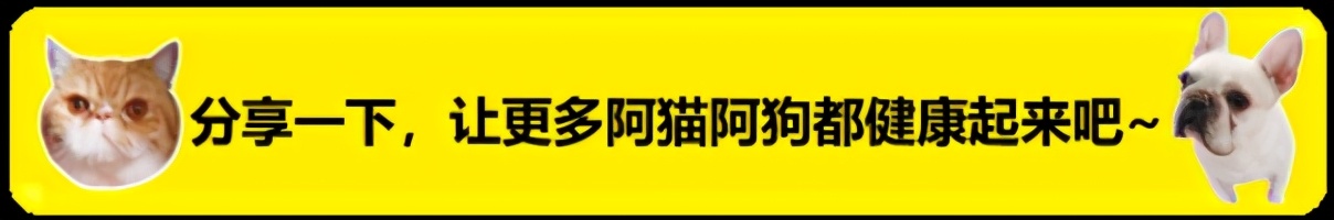 猫咪血便,猫咪的血便是什么样子的
