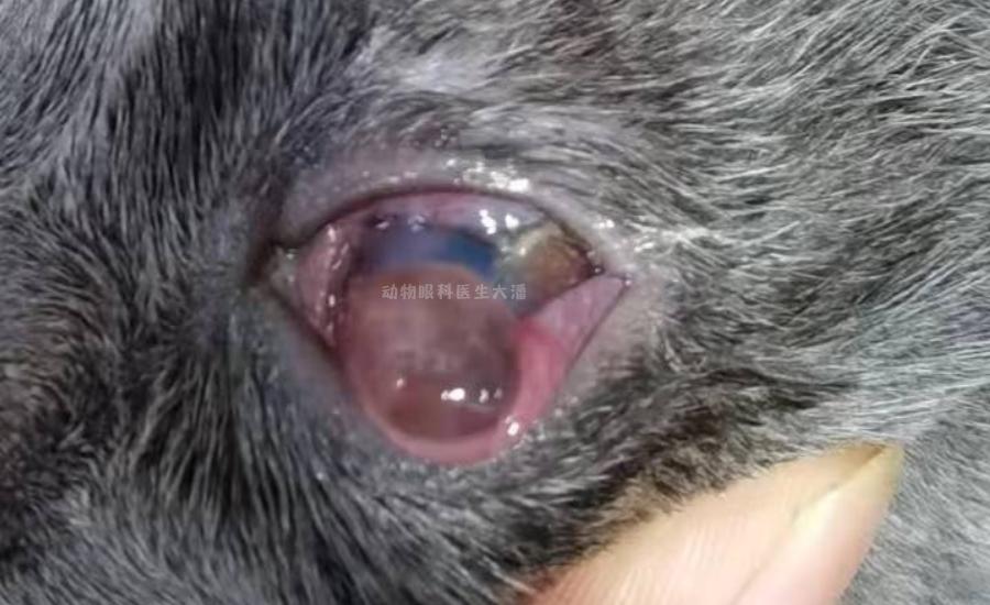 猫咪角膜溃烂吃啥抗生素,猫咪角膜穿孔能恢复吗