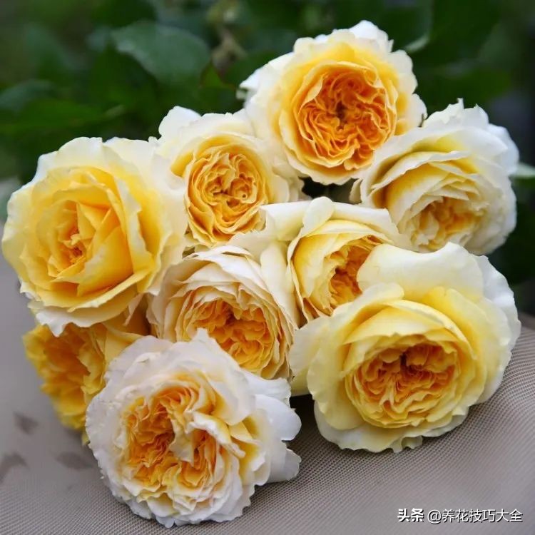 四季开花的月季又香又好养有几种,最漂亮10种盆栽月季