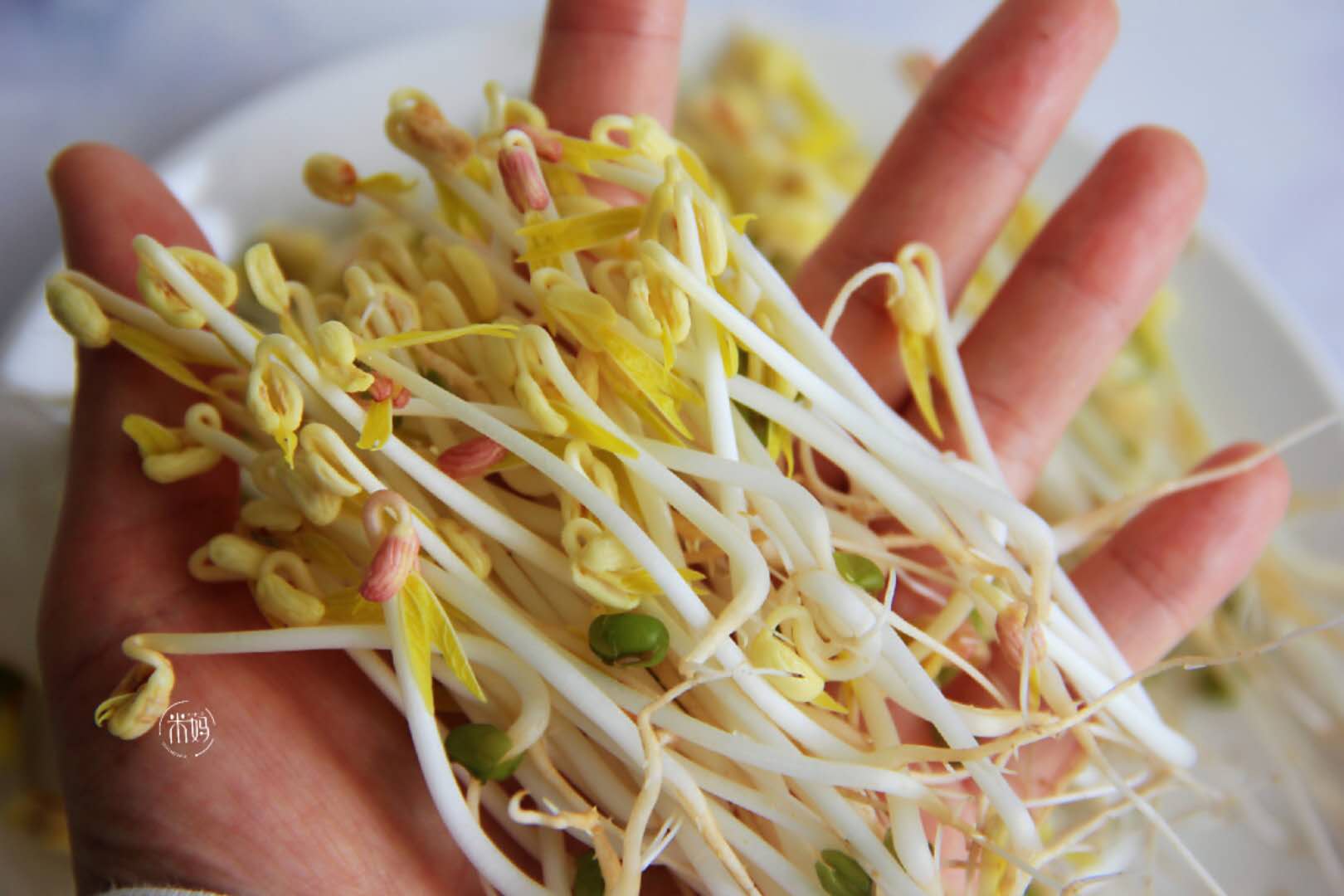 才知道生黄豆芽还能这么简单,发豆芽过程及观察记录