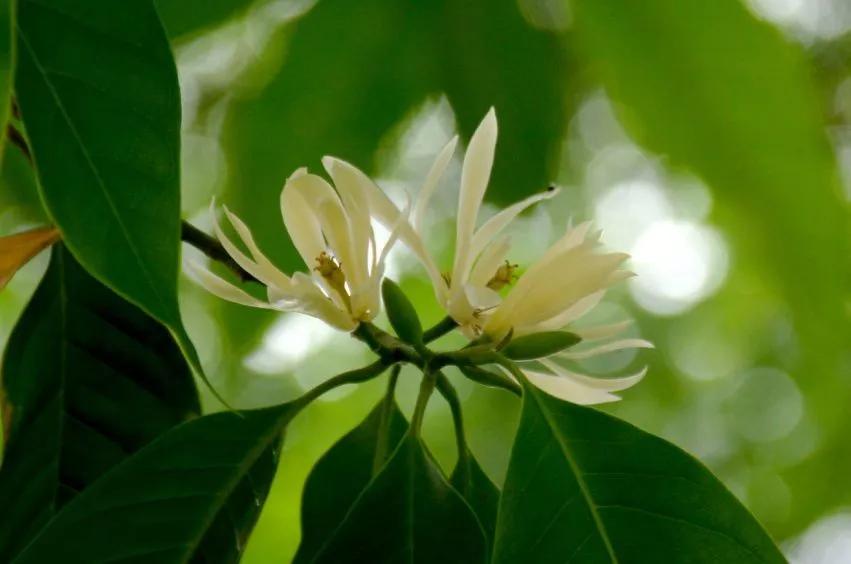 白兰花家庭盆栽,白兰花怎么养才能开花多