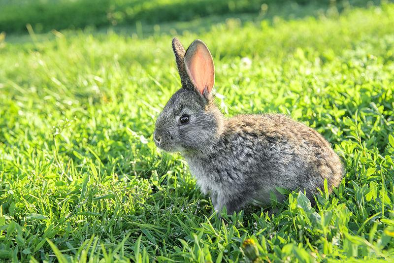 养兔技术｜肉兔配种的关键技术