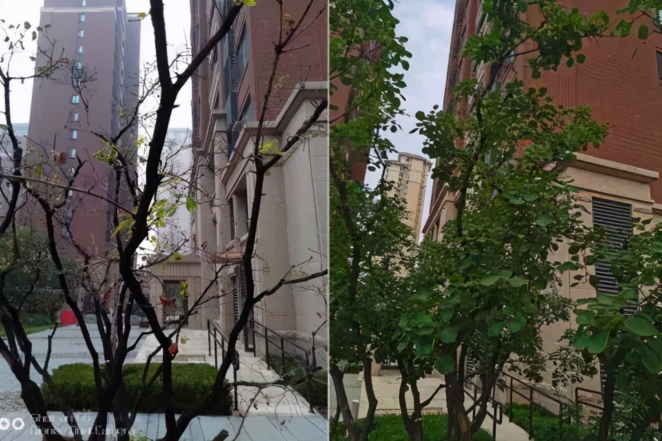 园林植物枝干防治,园林植物的主要叶部病害