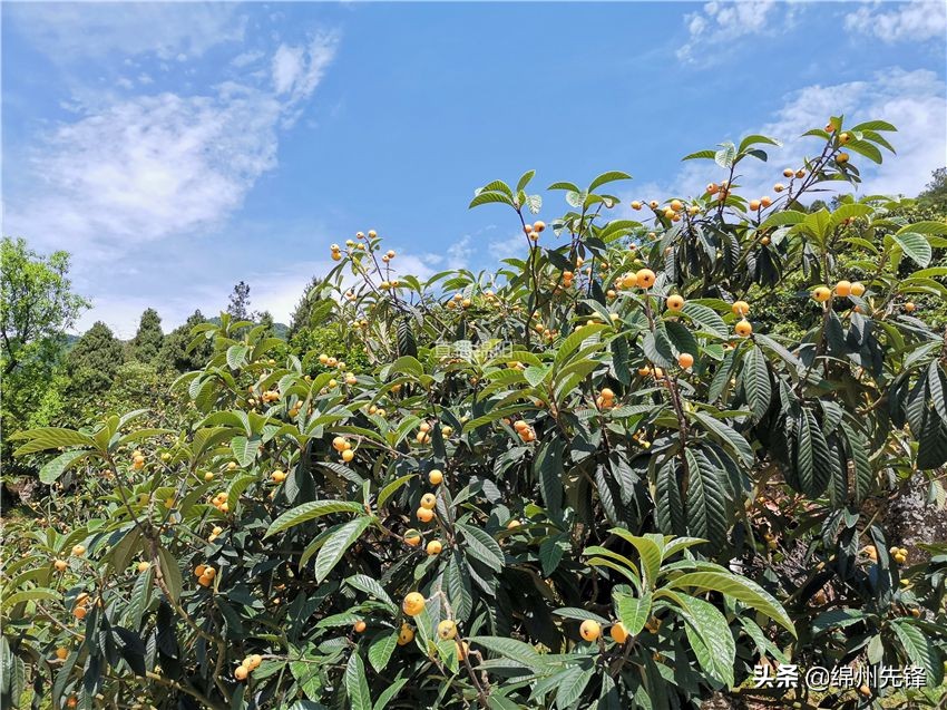 哪个地区的大五星枇杷口感最好,枇杷上市时哪里枇杷更好吃