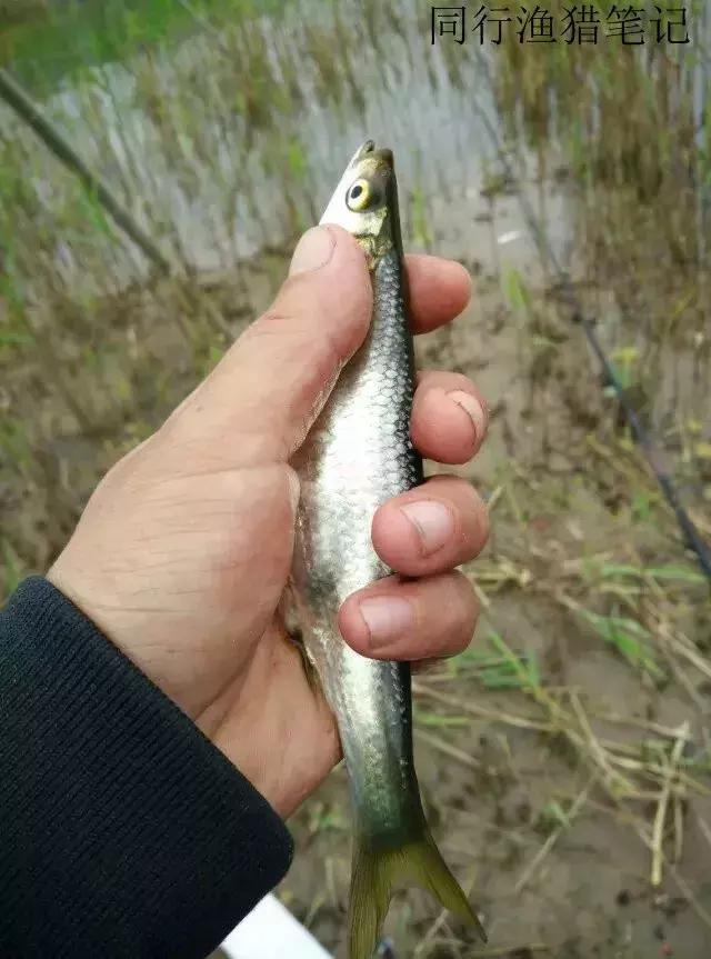 钓鱼记录2019,最新的钓鱼日记