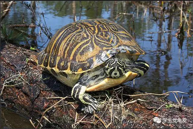 锦上添花浓淡相宜,花龟的发色