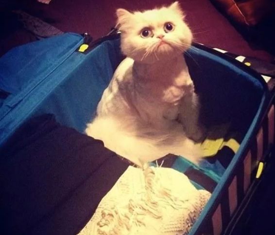 安检行李箱有只猫,网友在机场安检发现行李箱里的猫