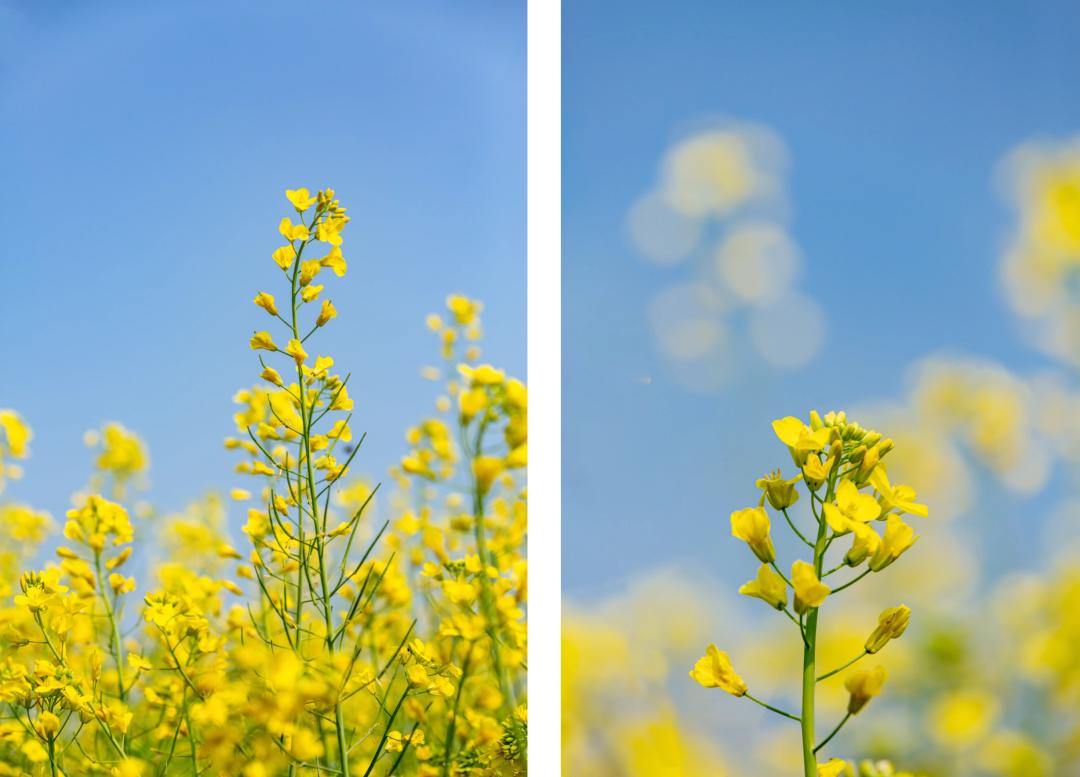 油菜花樱花桃花最受游客关注,春天必打卡的桃花樱花海棠花胜地
