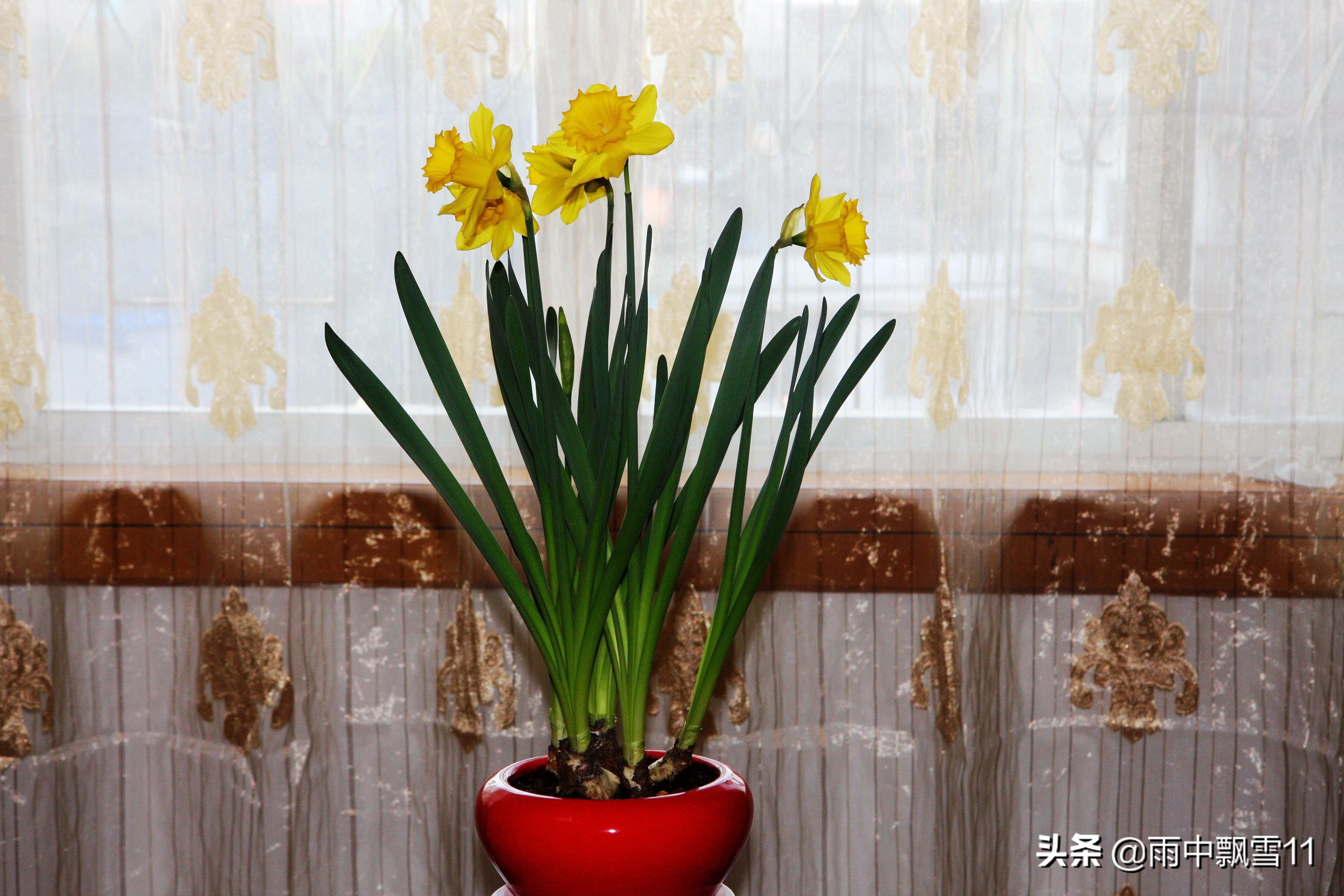 洋水仙花败了怎么治,洋水仙开败后怎样处理