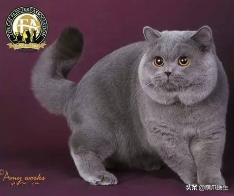 go猫粮吃了拉黄水,go猫粮吃了会黑下巴吗