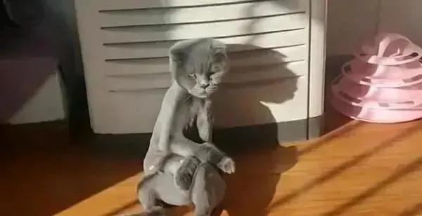 主人以为蓝猫太胖,主人嫌弃猫太胖决定把它丢掉