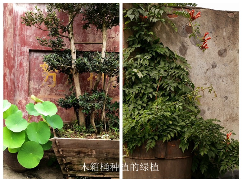 小容器种花草,别致花盆配什么花