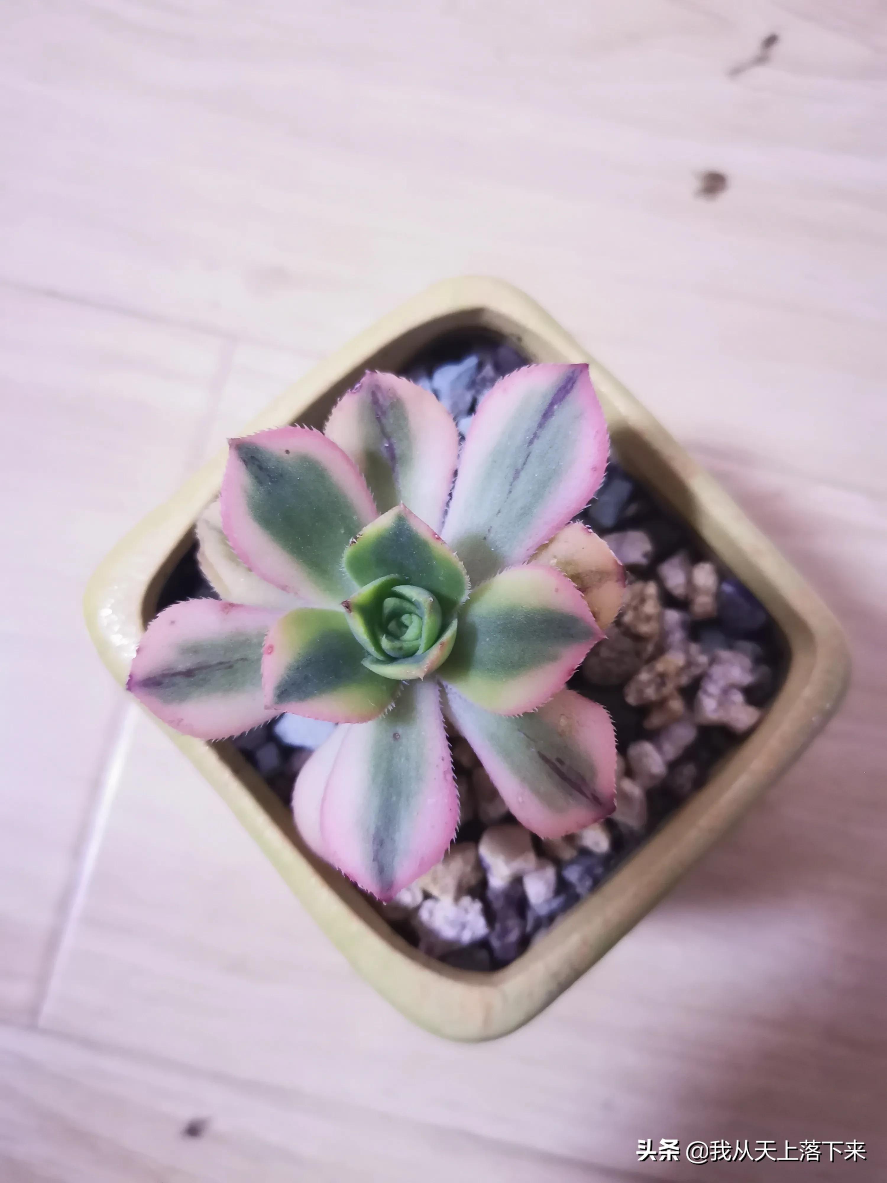 89种常见多肉植物品种图，实物拍摄，还不认识的小伙伴赶紧收藏好