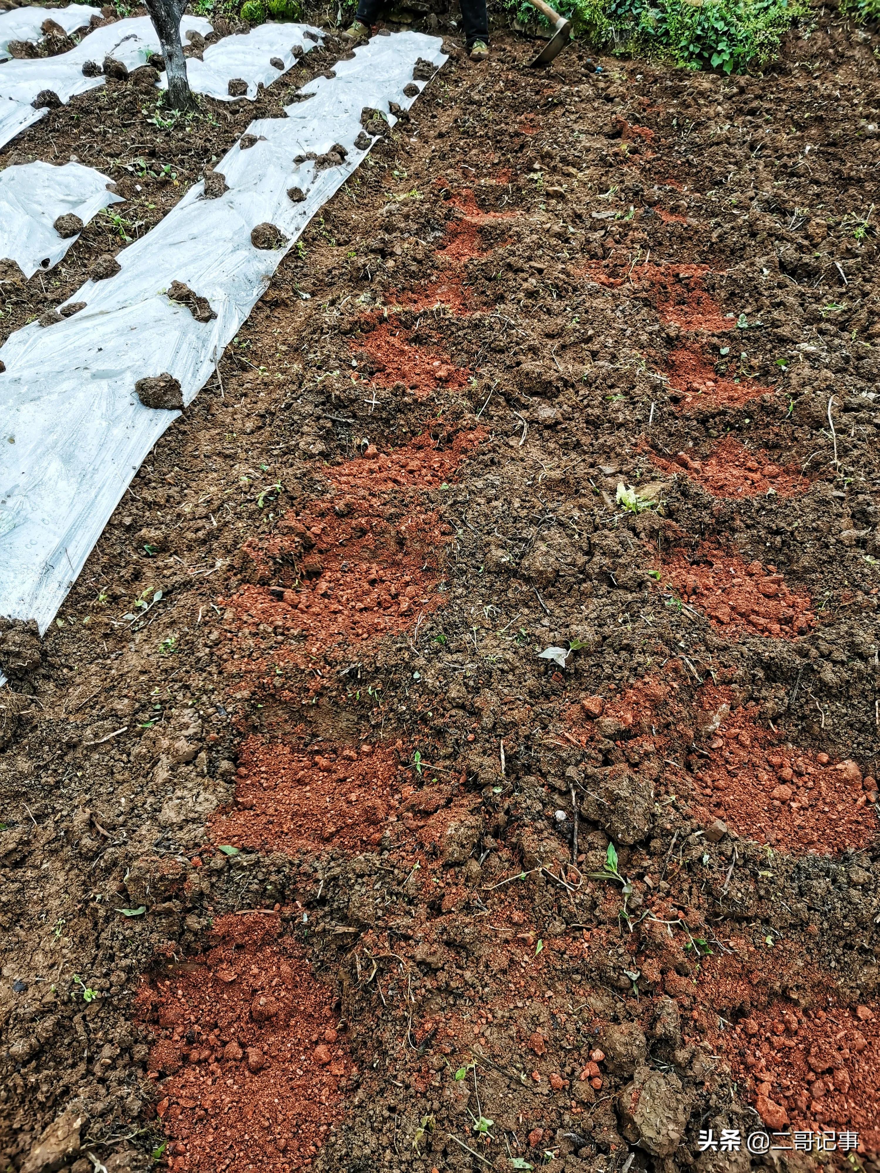 生姜苗发黄枯死怎么治,种生姜切开变黑是怎么回事