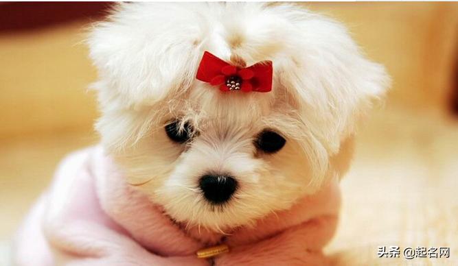 好听又好记的宠物名,有哪些可爱的宠物名