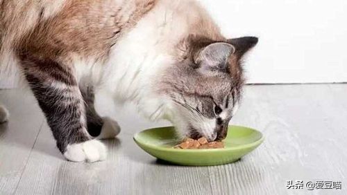 猫癣反反复复总不好怎么办,猫癣反反复复好不了怎么办