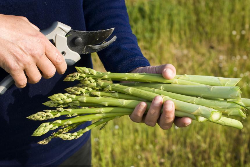 芦笋的种植管理方法和技术,芦笋种植的全过程与管理技术