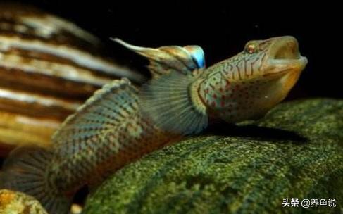 养虾虎鱼会不会跳缸,养虾虎放什么药养不死