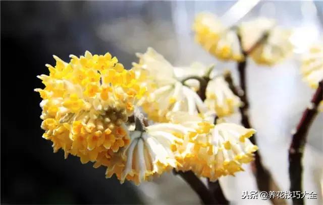 常见小区绿化100种植物图片,常见的水生植物有哪些种