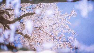 日本lupivia白桃乌龙茶,lupicia白桃乌龙茶旗舰店