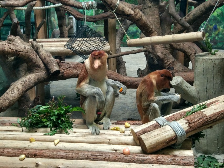 广州番禺区长隆野生动物世界缆车,广州旅游长隆野生动物世界