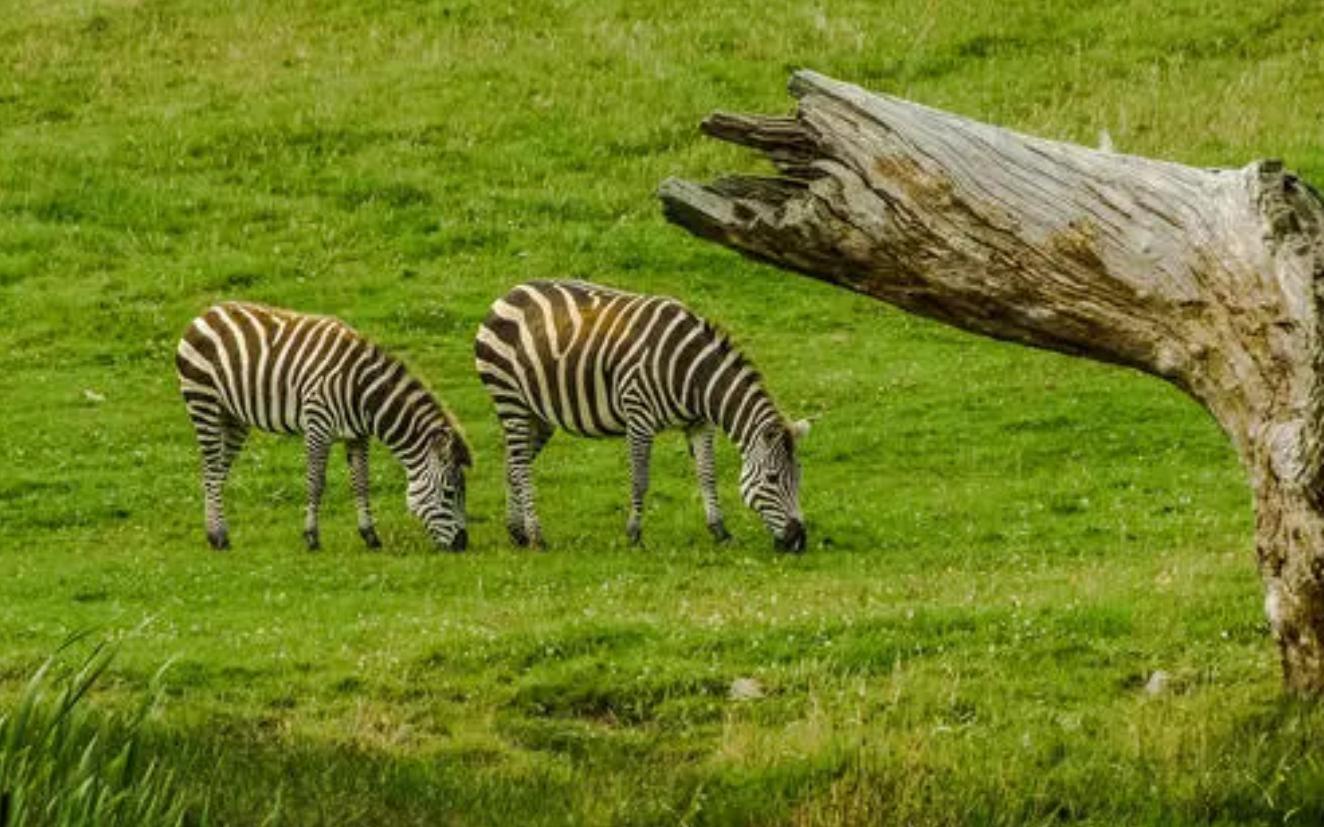 动物不用吃盐吗,宠物真的不能吃盐吗
