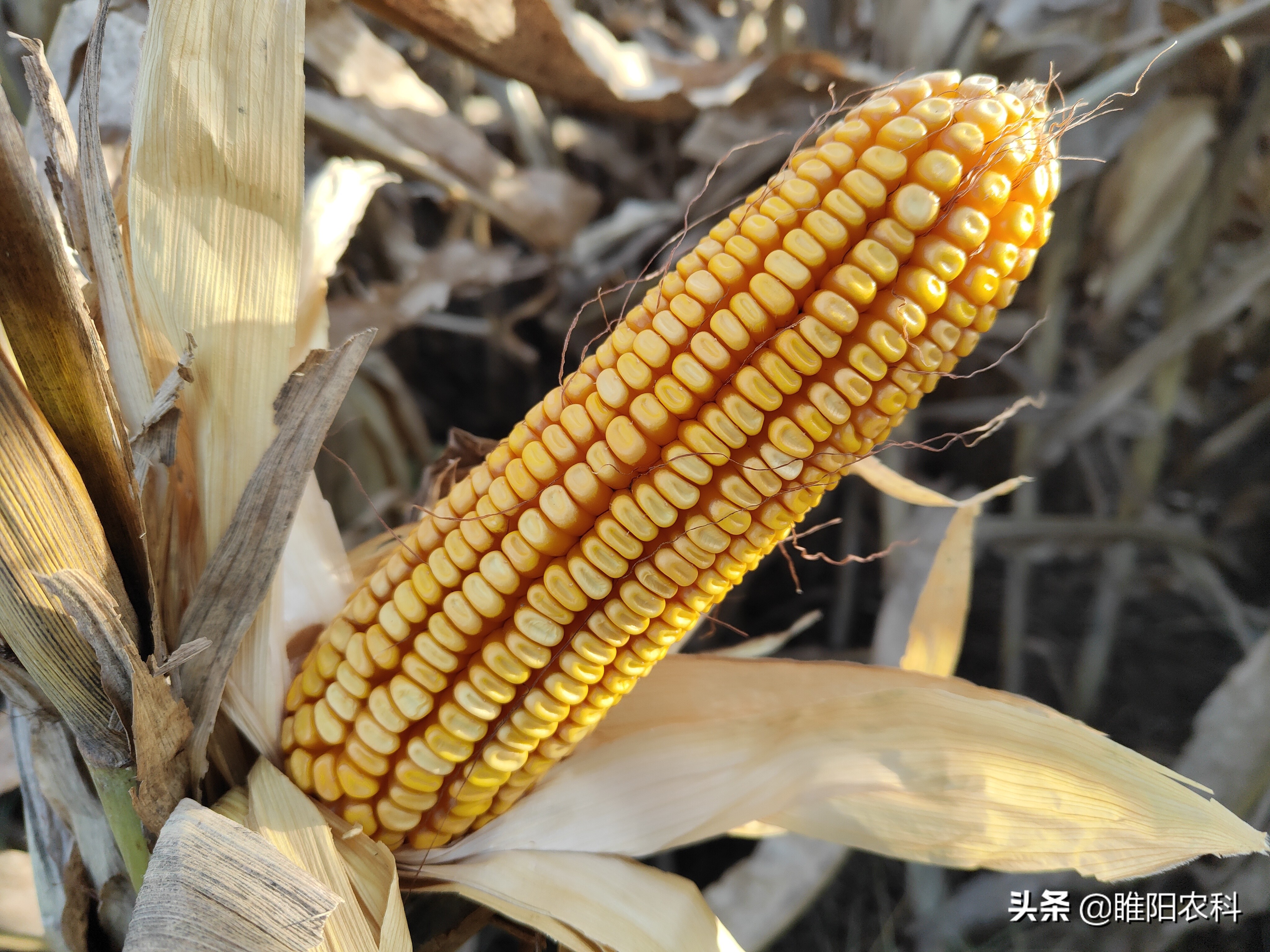 最高产量的玉米新品种,最高亩产的玉米品种