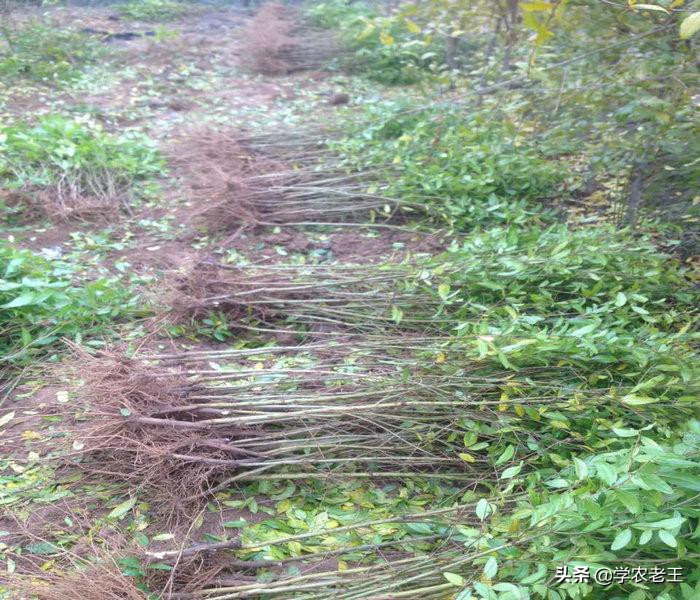 种植石榴用什么方法结果好,如何种植石榴易获高产