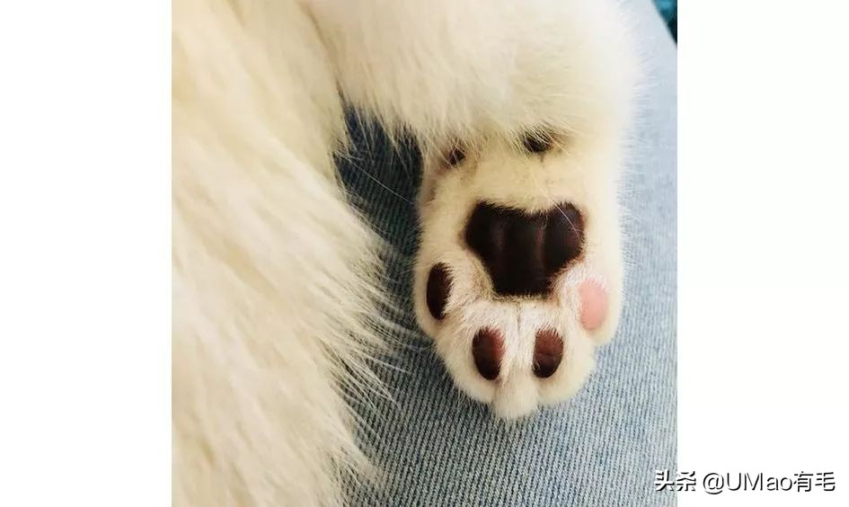 这套喵肉球vs口红色号匹配大全送你了！拿走不谢！