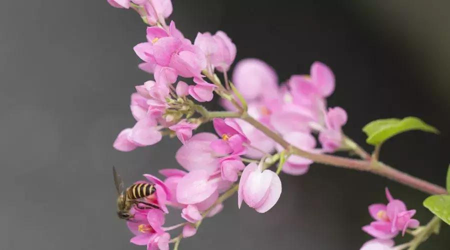 夜深花睡去最是念故人,夜深花睡去最念是故人的出处