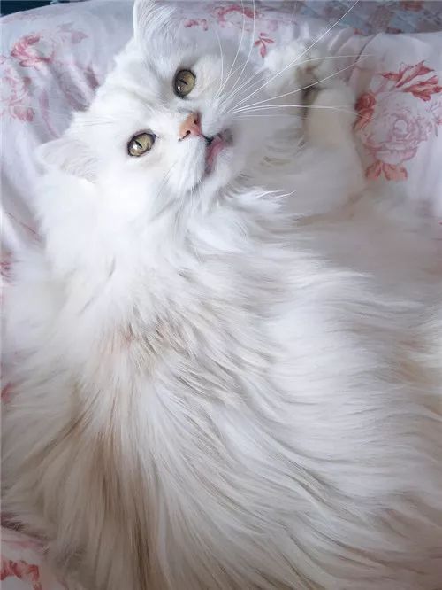 老板，这圆滚滚地怎么恢复出厂设置，说好的小可爱呢？