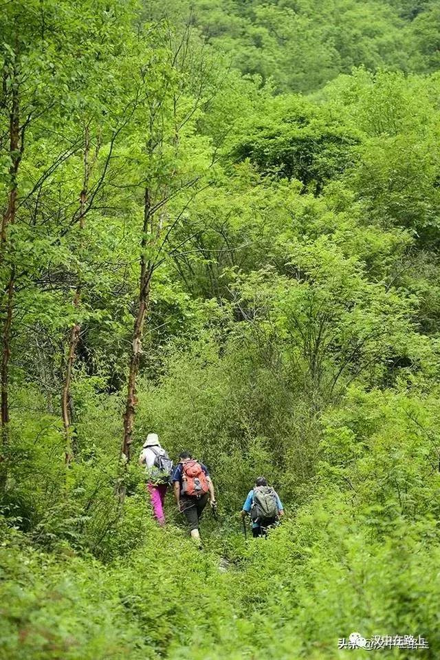 探秘汉中,汉中一村子窜入野生羚牛