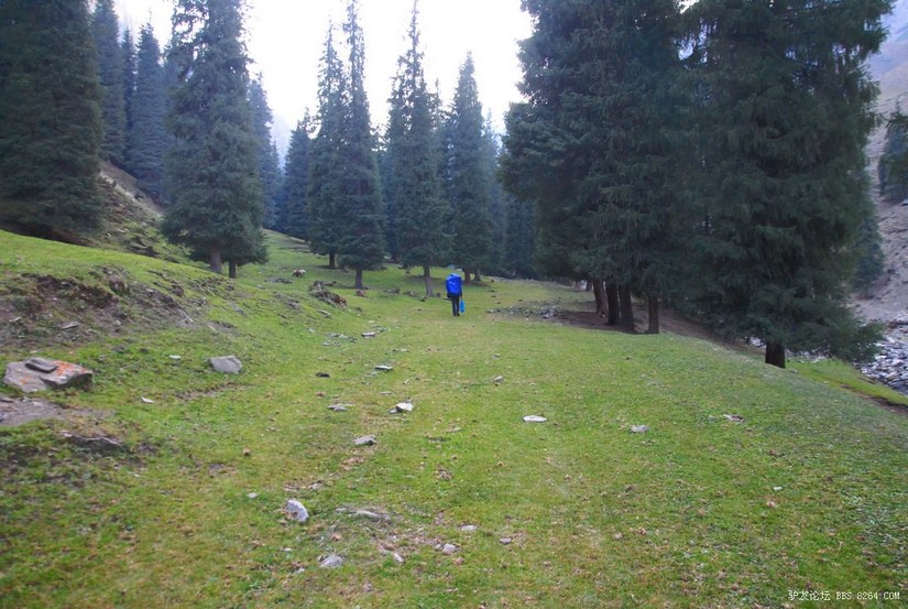 狼c调简谱教唱,狼c