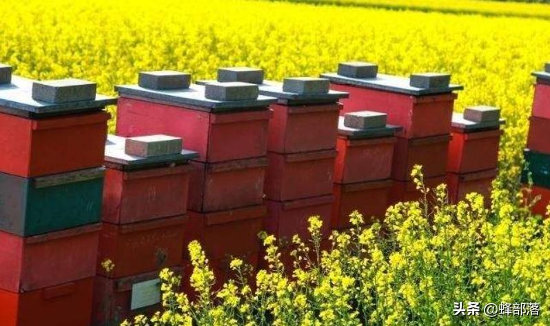 蜜蜂不产蜂蜜的技巧,蜜蜂怎么光采蜜不进粉